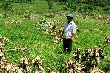 Kẻ xấu chặt phá cây cao su của dân 